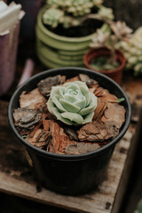 Green rose succulent 