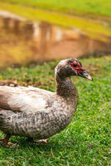 duck in the grass