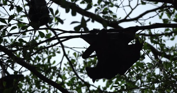 A group of giant bats sleeping during the day on the tip of a tree branch on a bright day