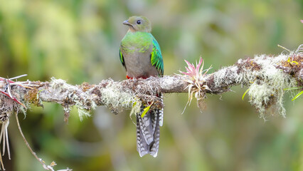 a front view of a female resplendent quetzal resting on a perch at a cloud forest of costa rica