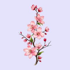 Cherry blossoms vector watercolor Cherry blossoms branch vector