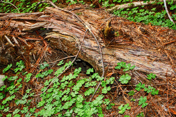 Fototapeta premium Green clovers near a fallen log