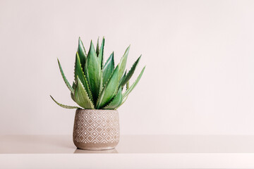 artificial aloe flower in a beautiful gray pot on a light background