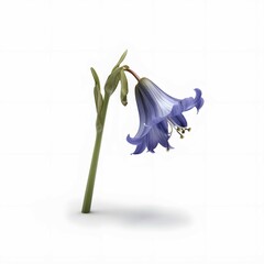 realistic single,Bluebell,side view,white background,high detail, 8k,--ar 3 4
