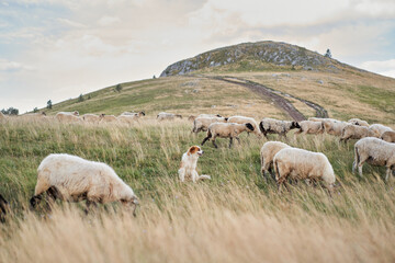 A lone dog attentively watches over a flock of sheep on a grassy hillside. Pet vigilance stands out...