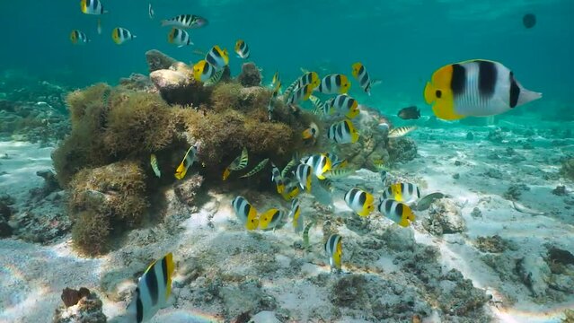 Tropical fish shoal underwater in the Pacific ocean (Pacific double-saddle butterflyfish and sixbar wrasse), natural scene, French Polynesia, Bora Bora, 59.94fps