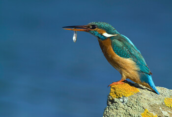 kingfisher on a rock Martin Pescatore (Alcedo atthis). Stintino, Sardegna, Italia.