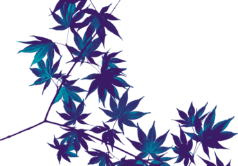 Blue maple leaves leaves isolated