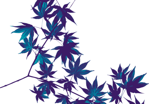 Blue maple leaves leaves isolated