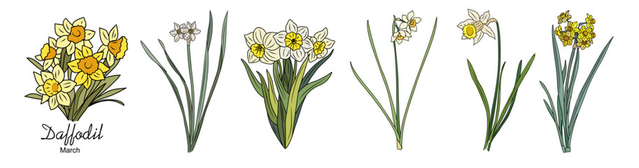 Set of Daffodil, March birth month flowers, hand drawing, colored outline, icon, Modern design for logo, tattoo, wall art, branding, packaging. Vector illustration isolated on white background - obrazy, fototapety, plakaty