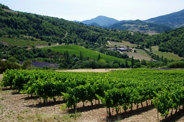 Fototapeta na wymiar Vineyard in the Baronnies in the South East of France, in Europe
