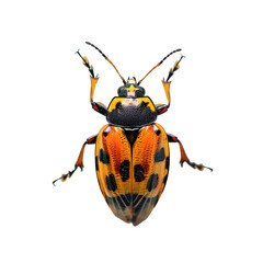 Detailed Close-Up of Beetle on White Background