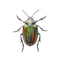 Colorful Striped Beetle Legs