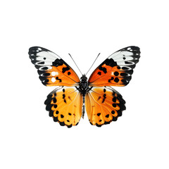 Fototapeta na wymiar Large Orange Butterfly With Black Spots on Wings