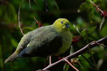 Wedge-tailed green pigeon Treron sphenurus feeding on wild berries over montane forest in mount Lawu East Java, with natural bokeh background