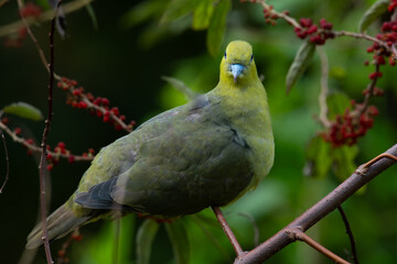 Wedge-tailed green pigeon Treron sphenurus feeding on wild berries over montane forest in mount Lawu East Java, with natural bokeh background
