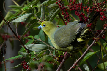 Wedge-tailed green pigeon Treron sphenurus feeding on wild berries over montane forest in mount Lawu East Java, with natural bokeh background