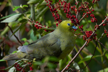Wedge-tailed green pigeon Treron sphenurus feeding on wild berries over montane forest in mount Lawu East Java, with natural bokeh background