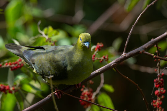 Wedge-tailed green pigeon Treron sphenurus feeding on wild berries over montane forest in mount Lawu East Java, with natural bokeh background