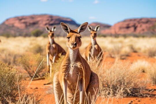 Des kangourous dans la nature australienne &raquo; IA g&eacute;n&eacute;rative