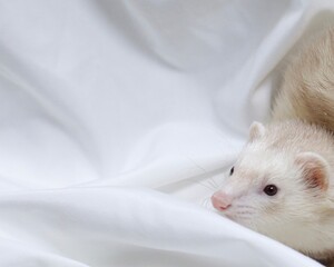Champagne Ferret playing in a white sheet