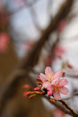 沖縄県宮古島　寒緋桜