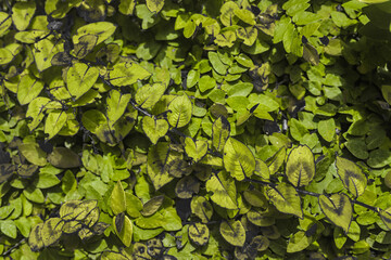 Wonderful wallpaper or image for printing pictures, art, fine art. Beautiful photo of colorful plants and green and moss green tones for artistic printing. Plant image art.