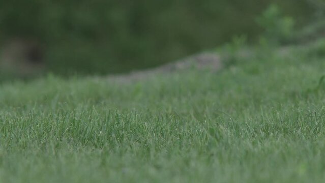 Ground squirrel Spermophilus pygmaeus,in the tall grass, in its natural habitat