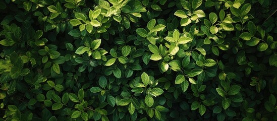 This close-up photo showcases the vibrant green leaves on a bush, creating a tranquil scene of abundant greenery. - obrazy, fototapety, plakaty