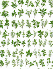 Repeating seamless floral pattern of various green and purple flowers and plants