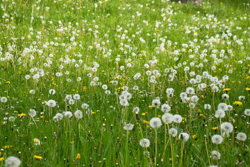 Field of green grass full of dandelions gone to seed on a spring day in Rhineland Palatinate,...