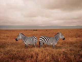 zebra in the wild © Justin Ott