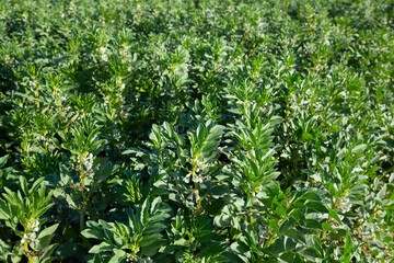 Fototapeta premium Closeup of blooming vicia faba plants on farm field. Cultivation of organic legumes