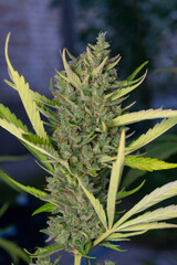 close up of marijuana plant