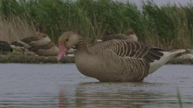 The Greylag Goose, Anser Anser Is A Species Of Large Goose, slow motion image