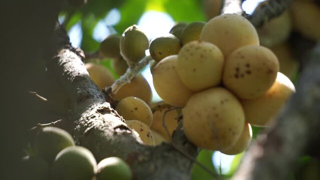 Lansium parasiticum (duku, langsat, kokosan, pisitan, celoring). Lansium parasiticum is cultivated mainly for its fruit, which can be eaten raw. The fruit can also be bottled in syrup