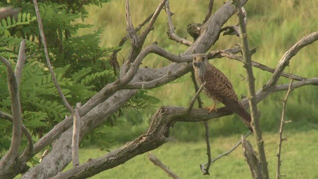 Common Kestrel, Falco tinnunculus, a small bird of prey. A bird sitting on a tree branch.