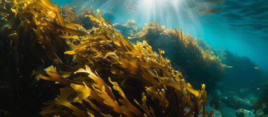 Fototapeta na wymiar Diverse underwater marine plant life in natural ocean environment