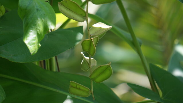Green dioscorea hispida Dennst (Indian three-leaved yam, gadung) tree in the nature background