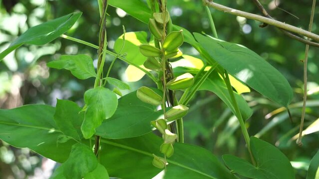 Green dioscorea hispida Dennst (Indian three-leaved yam, gadung) tree in the nature background