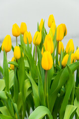 Beautiful bouquets of colorful tulips in flower shop.