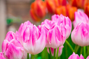Colorful fresh tulips in park. Spring Tulip Festival. Bright flowers.