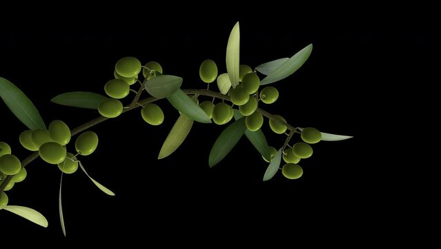 Growing Olive Berries on Tree Branch  - Time Lapse - IV - Close Up - Alpha Channel - Artistic naturalistic realistic 3D animation isolated on transparent background