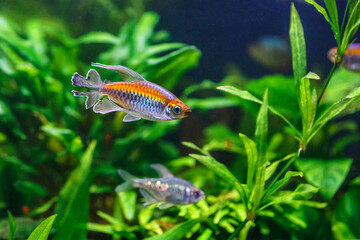 A green beautiful planted tropical freshwater aquarium with fishes.A Congo tetra, Phenacogrammus interruptus, with water plants.