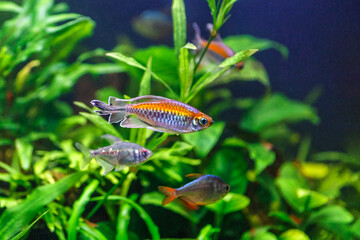 A green beautiful planted tropical freshwater aquarium with fishes.A Congo tetra, Phenacogrammus interruptus, with water plants.