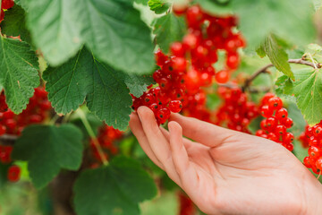 Red currant Picking.currant summer harvest.Red berries picking in the summer garden. harvest bunch in a childs hand.hild collects red currants from a bush in the summer garden.