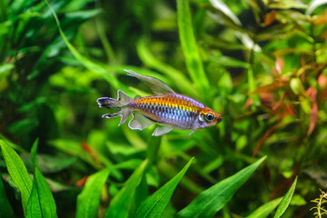 A green beautiful planted tropical freshwater aquarium with fishes.A Congo tetra, Phenacogrammus interruptus, with water plants.