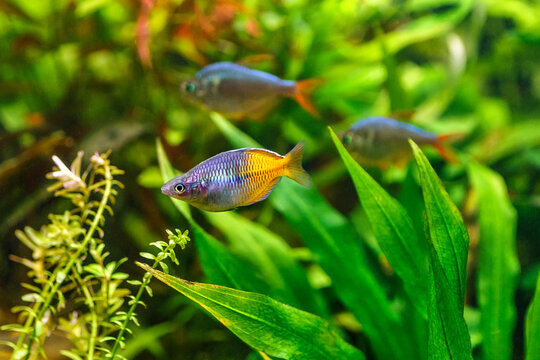 A green beautiful planted tropical freshwater aquarium with fishes.Boeseman's rainbowfish - Melanotaenia boesemani,with water plants.Fish in the aquarium.