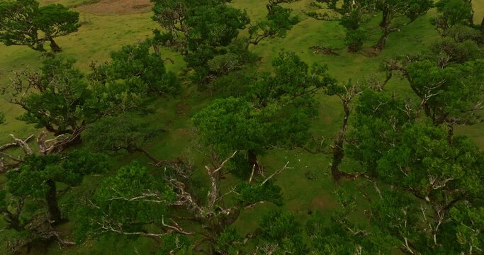 Aerial view of amazing mystical forest Fanal In Madeira island, Portugal