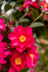椿、ツバキ、つばき。早咲き、冬の赤い花、1月、2月。Camellia japonica or "Tsubaki" in Japanese